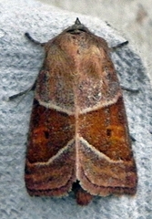 Lemmeria digitalis