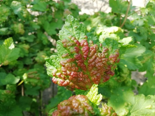 Redcurrant Blister Aphid