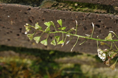Capsella bursa-pastoris