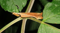 Pseudacanthops