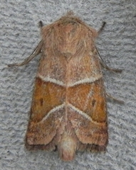Lemmeria digitalis