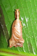 Pseudacanthops