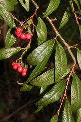 Cotoneaster
