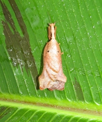 Pseudacanthops