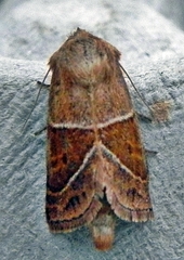 Lemmeria digitalis