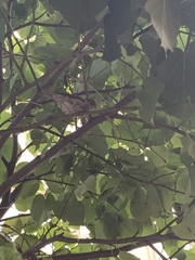 Passer domesticus