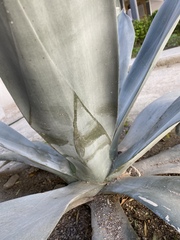 Agave weberi