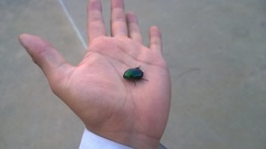 Macraspis rufonitida