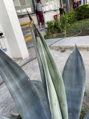 Agave weberi