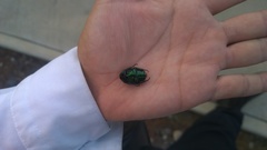 Macraspis rufonitida