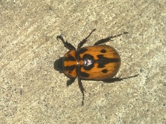 Cyclocephala deceptor