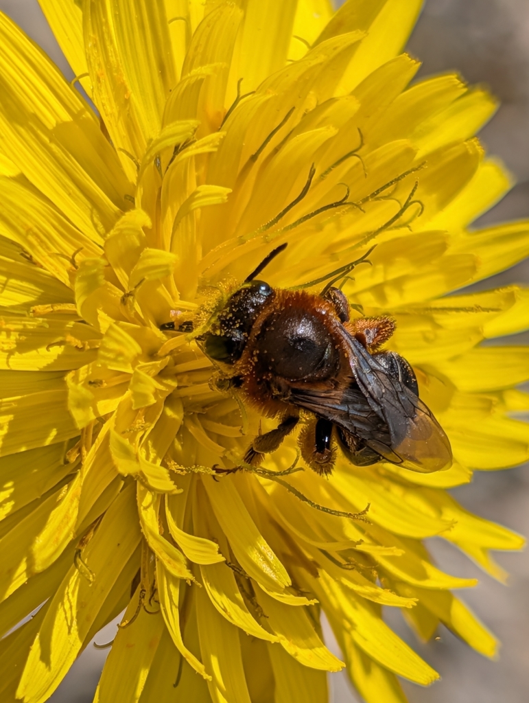Eucera oraniensis