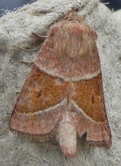 Lemmeria digitalis