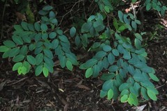 Breynia oblongifolia