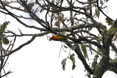 Piranga rubriceps