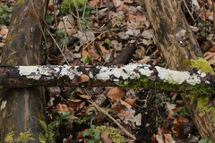 Phlebia rufa
