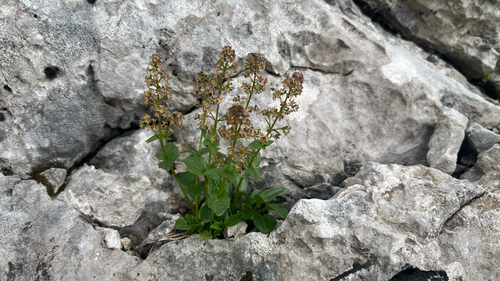 Elongated valerian (Valeriana elongata)