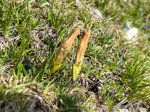 Clusius' gentian (Gentiana clusii)