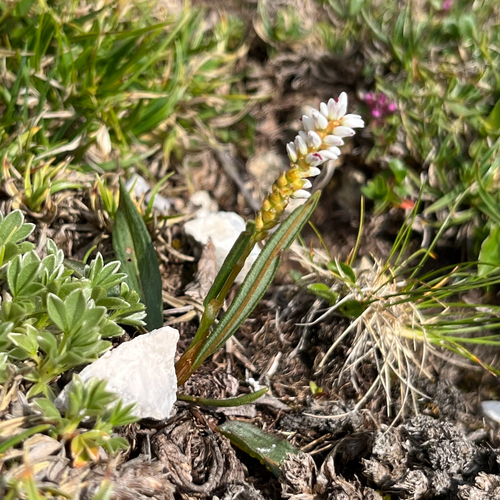 alpine bistort (Bistorta vivipara)