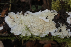 Phlebia rufa