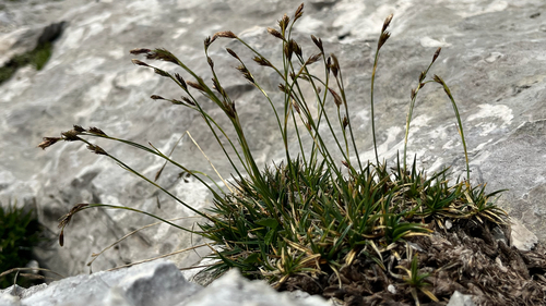 carnation grass (Carex firma)