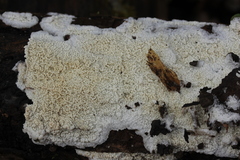 Phlebia rufa