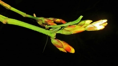 Stagmomantis nahua
