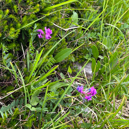 Samnitic milk vetch (Oxytropis neglecta)