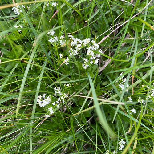 Slender Bedstraw (Galium pumilum)