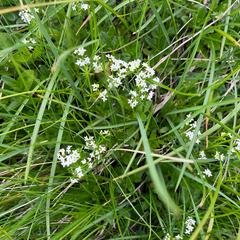 author not stated, no rights reserved Galium pumilum, photograph author not stated, no rights reserved