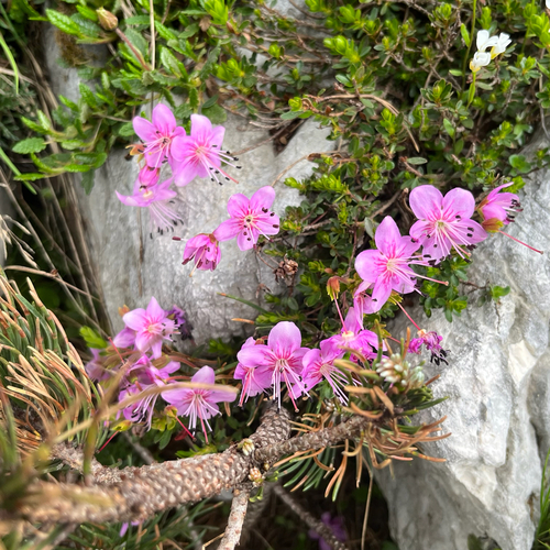 Dwarf Alpenrose (Rhodothamnus chamaecistus)