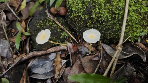 Leucocoprinus fragilissimus, 2026-03-18