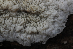 Phlebia rufa
