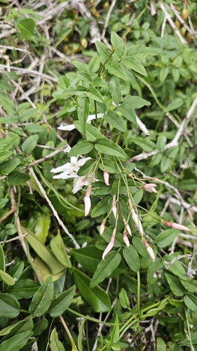 Jasminum polyanthum observed 2026-03-18