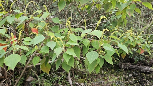Homalanthus populifolius observed 2026-03-18