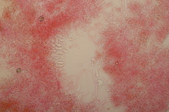 Phlebia rufa