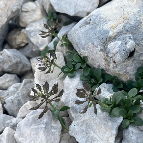 Round-leaved Pennycress (Noccaea rotundifolia)
