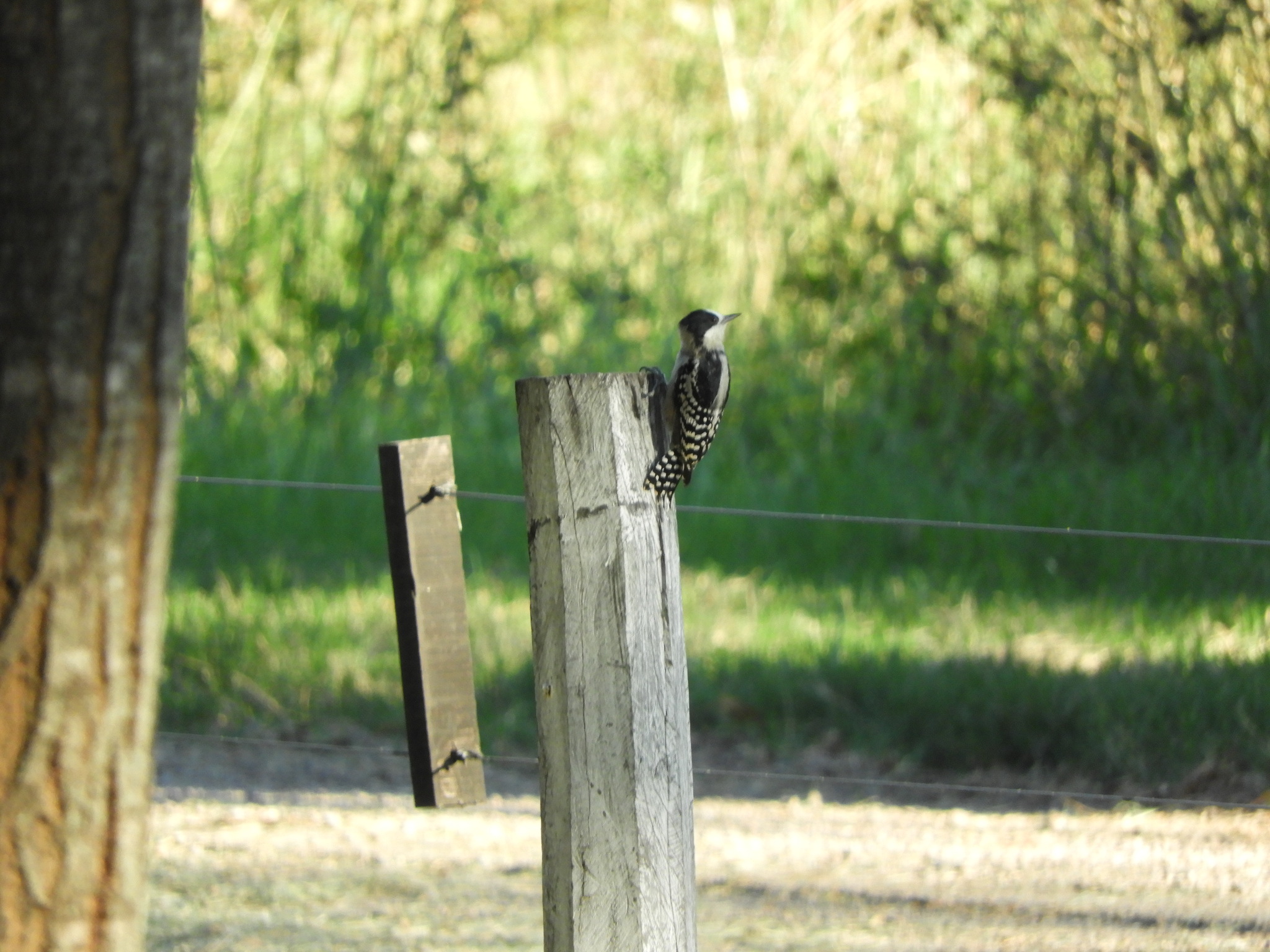 White-fronted Woodpecker (Melanerpes cactorum), photo 9