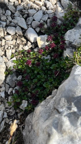 Mother of Thyme (Thymus praecox)