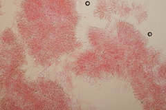 Phlebia rufa