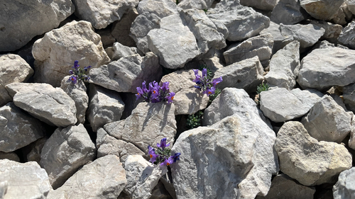Alpine Toadflax (Linaria alpina)