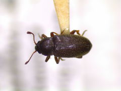 Telmatophilus americanus