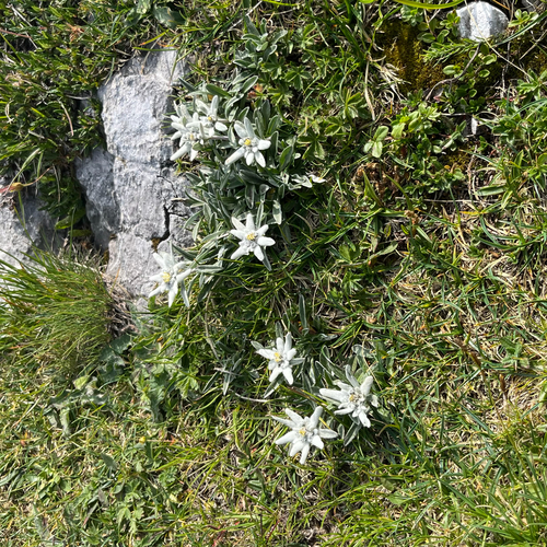 Alpine Edelweiss (Leontopodium nivale)