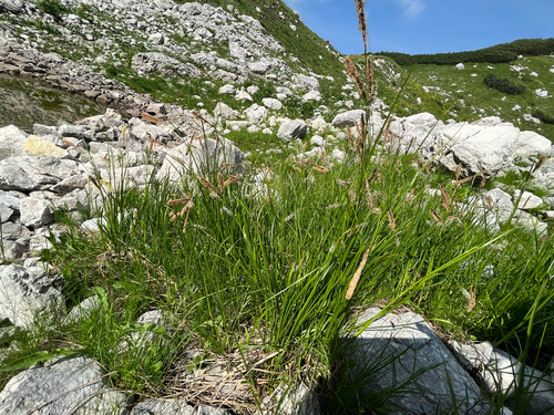ice sedge (Carex frigida)