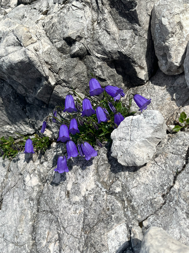 Fairy's-thimble (Campanula cochleariifolia)