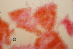Phlebia rufa