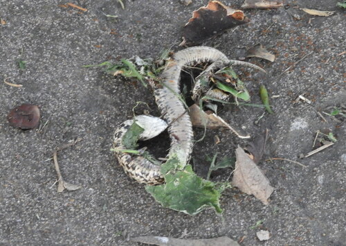 Wagler's Snake