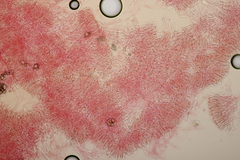 Phlebia rufa