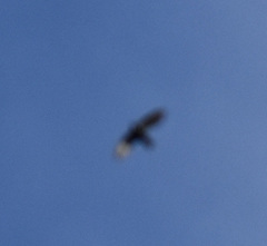 Cypseloides cherriei