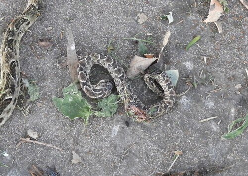 Wagler's Snake